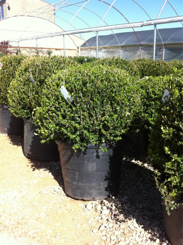 New Nurseries Austin (NewNurseryAtx) Twitter