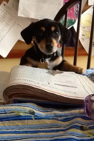 Mombshells's tweet image. Smart puppy!