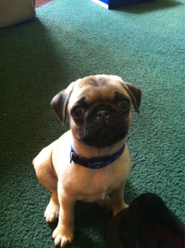 puglass's tweet image. Look how cute I am! National Puppy Day pic! #myday #chewonanythingiwant
