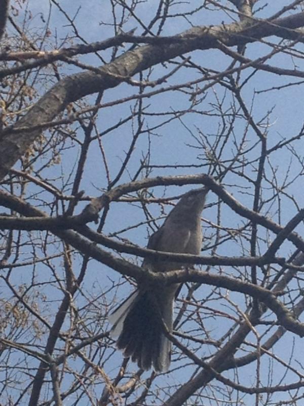 kampfire's tweet image. It's a mockingjay, is #katniss around?