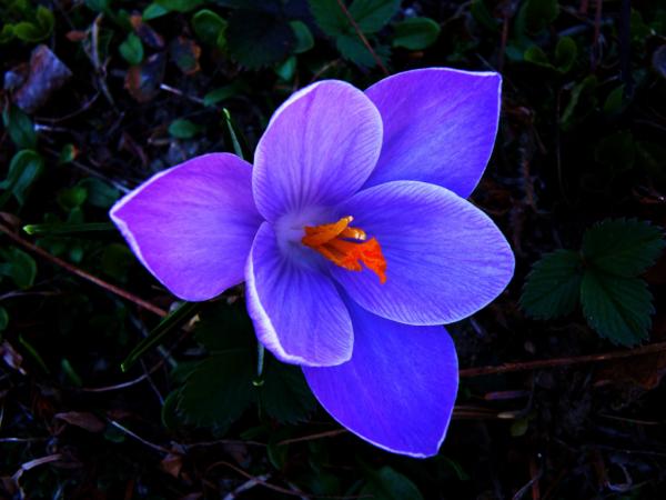 wild_graces's tweet photo. even darkness / doesn't stop some of us / from blooming http://t.co/sxoMzBYG