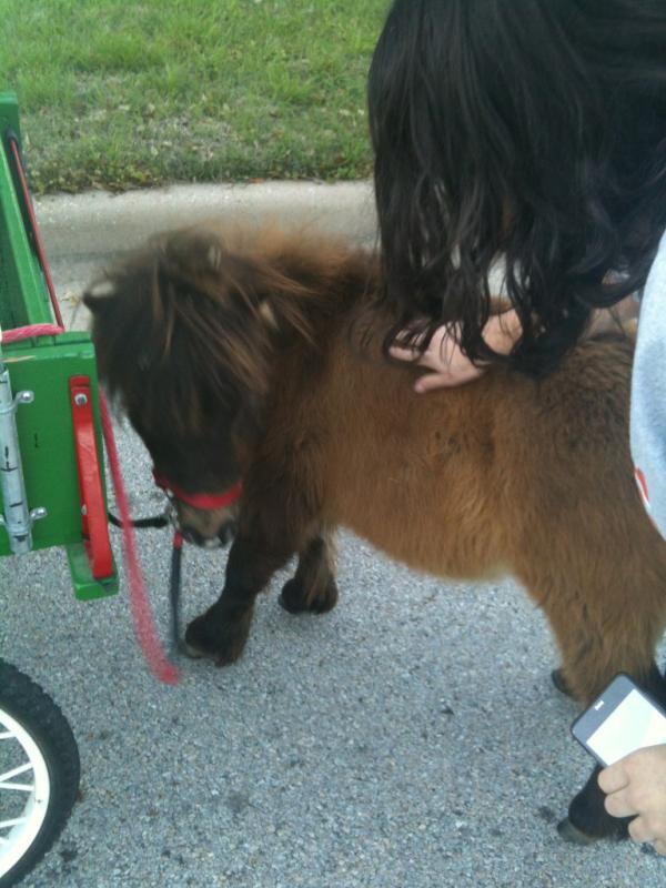Emirryann's tweet photo. This is a pony named Skip. #mylifeiscomplete http://t.co/E1cZ5Z78