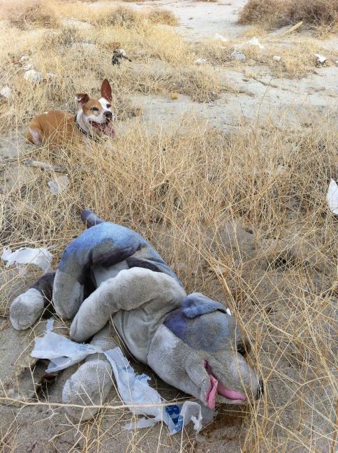 RW2Gallery's tweet photo. Desert dogs http://t.co/XiHdsVMC