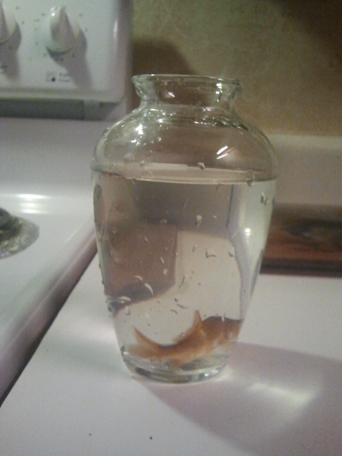 AubieKyle's tweet image. Carnival. Carmel Apples. Evangelism and fred the fish. @arielbuglewicz and i make a great team! wahooo! #lovehavingfun