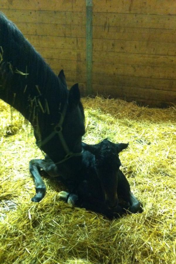 TwinbrookFarms's tweet photo. A Well Said filly out of Rollercam was just born! Sets the count to 9 colts, 2 fillies, and 15 more to come! http://t.co/z45Lm0Oi