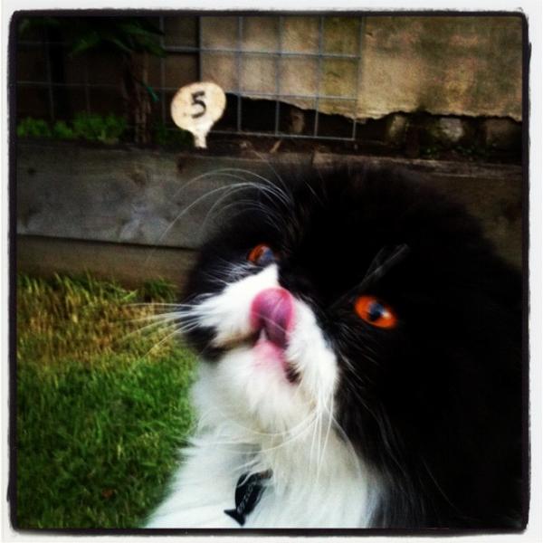 Milly Alcock tweet media