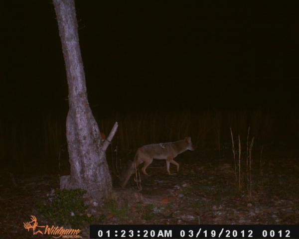backstrap39's tweet image. been trying to get this coyot wich is one of 2 that has been comeing in my yard  the other is black that the one i wont