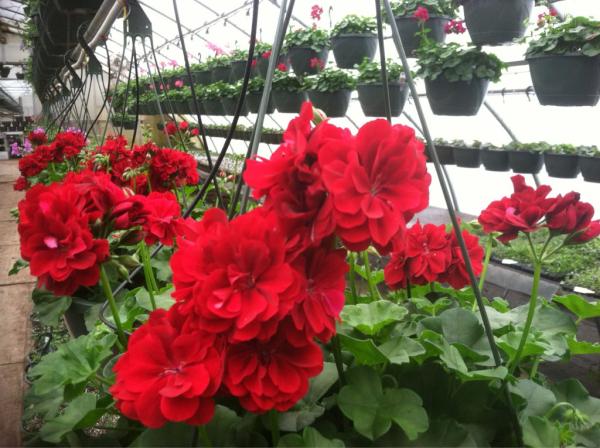 Nivlagmit's tweet photo. @RecoverRoofs goodmorning, I'm up in Boston this weekend. Let's talk partnership possibilities with NGN http://t.co/1SCYChbt