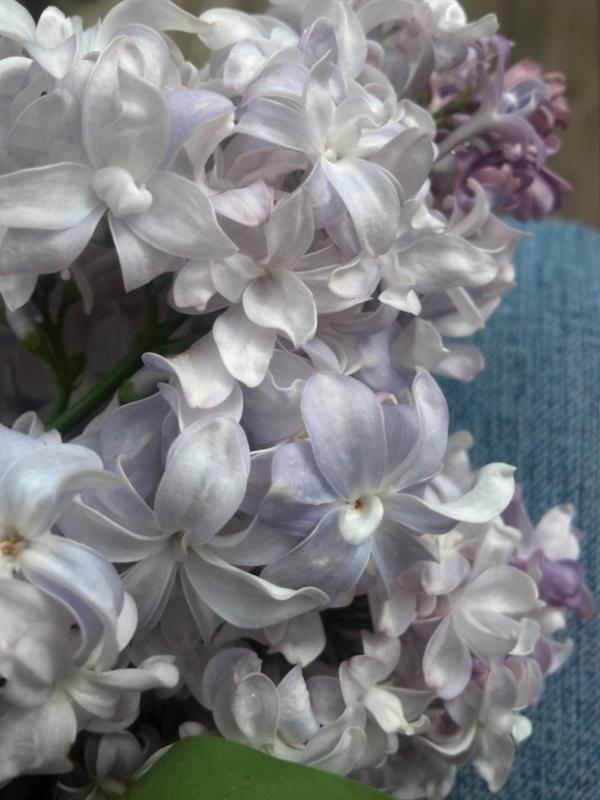 rinaTaur's tweet image. More discoveries at the new abode. Lilac! #firstspring
