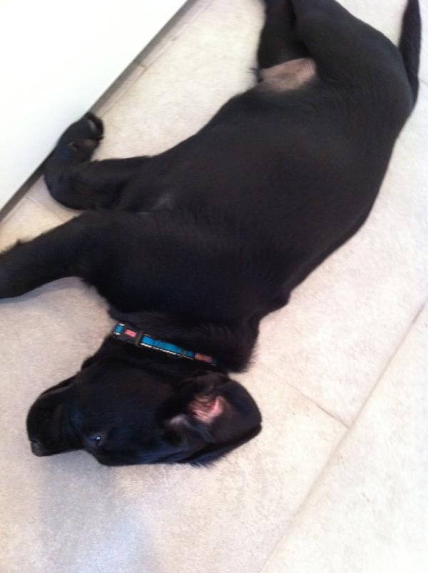 maf2112's tweet photo. Ruff day hunting easter eggs. http://t.co/nPdTPasv