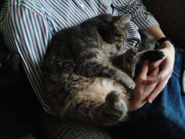 LukeyClark's tweet photo. this is how all cats sleep right? http://t.co/7eYoIEUu