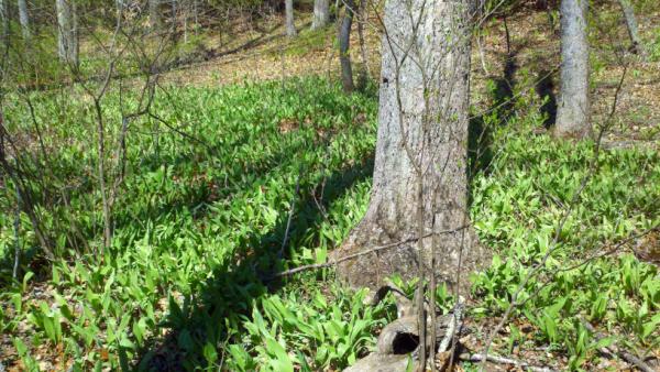 Wild ramp patch!!!!