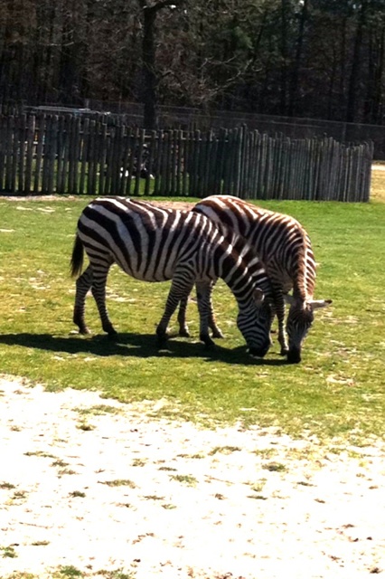 itsPlanty's tweet image. @ZebraKevin [ I was thinking about you yesterday! I was at the Danville Safari! XD   no kidding !! ]