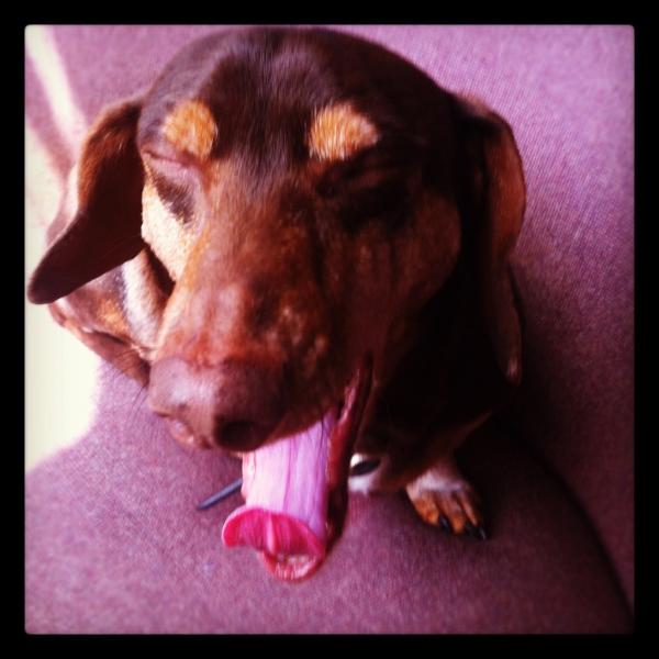 wienerdogwisdom's tweet photo. yawning in someone's face isn't rude if it looks like this: http://t.co/Ssbd97mx