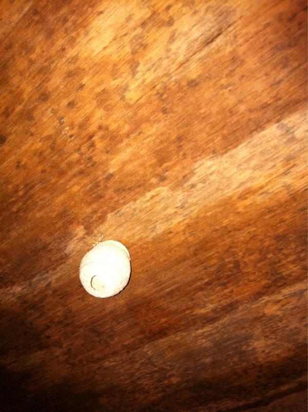 Wespennest(je) barendrecht