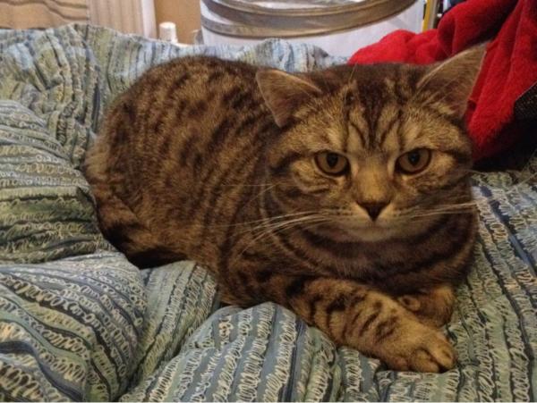 missella's tweet photo. Sitting pretty on mummy's bed. I think I like long weekends. Purrr. http://t.co/36iX7fIc