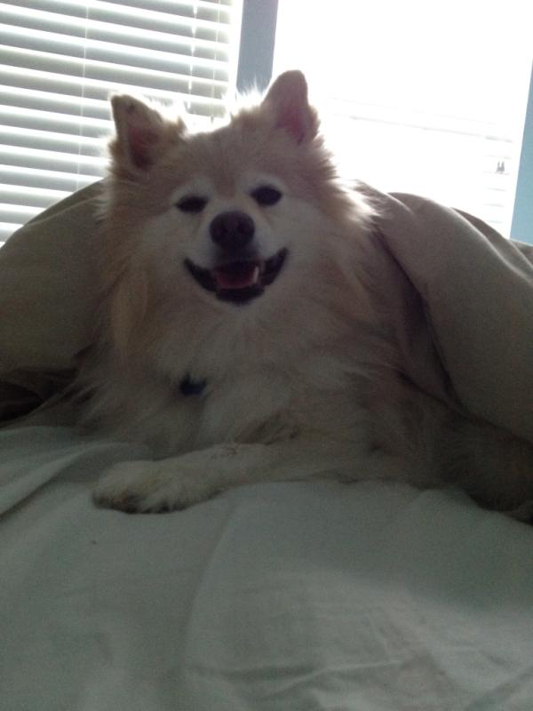 jeffdommel's tweet photo. #twitpicyour puppy http://t.co/q4Ixs7oj