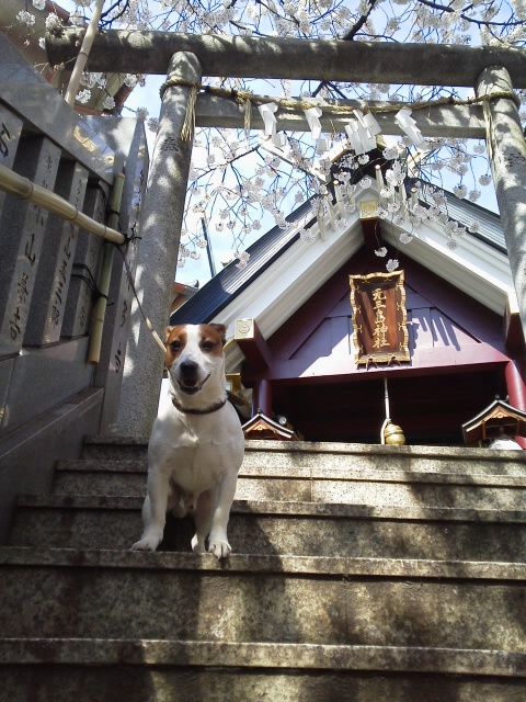 元三島神社の桜ちゃんとハチ http://t.co/xvJledsp