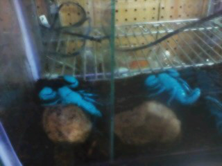 Watch D✨'s leaked NSFW photo on TwXstars