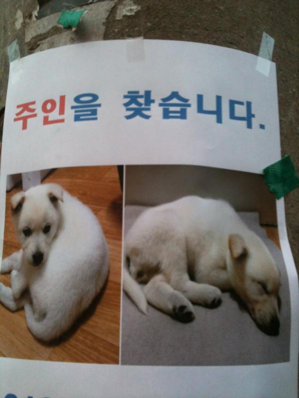 iamaresco's tweet photo. 주인을 찾습니다. http://t.co/8yeyBzJX