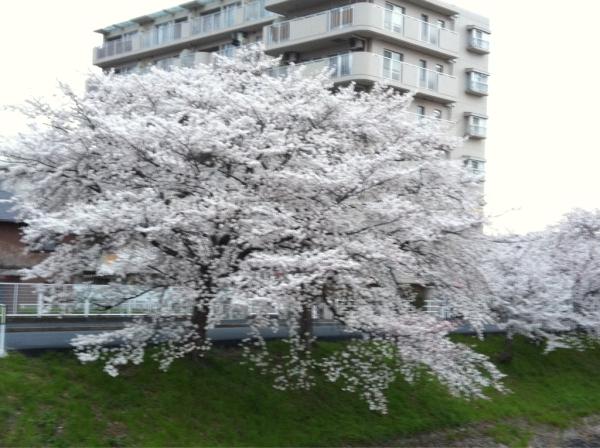 BUMP0406's tweet photo. 見てみて～
近くの川沿いに咲いてるの♪ http://t.co/yMwPIdhf