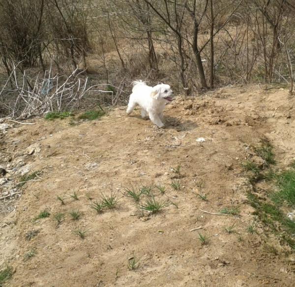 NZSunny's tweet photo. 낮에 밭에 가서 신나게 뛰어다닌 심바 ^^ http://t.co/JjVyKJ4j
