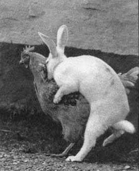 aFaxineira_'s tweet photo. Você sempre achou estranha a história sobre os coelhos botarem ovos? Eis a verdade sobre os ovos de páscoa… http://t.co/bXQc8JVf