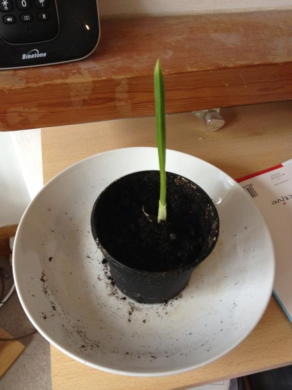 AntMcEwan's tweet photo. 3 days in pot - sprout currently 6 inches. http://t.co/2ydsxOGB
