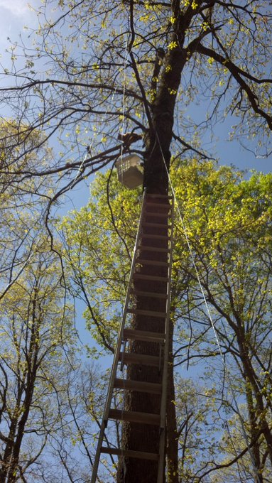 Going on to hour 4 of trying help to get my neighbors cat out of this tree #help #catstuckintree #runningoutofideas<a href="/tag/help"class="tags"><span>#help</span></a><a href="/tag/catstuckintree"class="tags"><span>#catstuckintree</span></a><a href="/tag/runningoutofideas"class="tags"><span>#runningoutofideas</span></a>