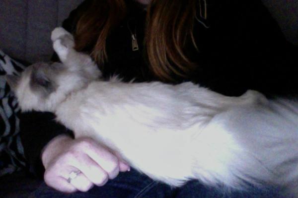 andrea_t539's tweet image. How am I supposed to get anything done when I have THIS laying across me? She is not a kitten anymore #catworldproblems