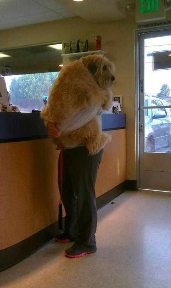 Tutorious's tweet photo. awww... dont you wish he was yours! http://t.co/akJfHQ1J