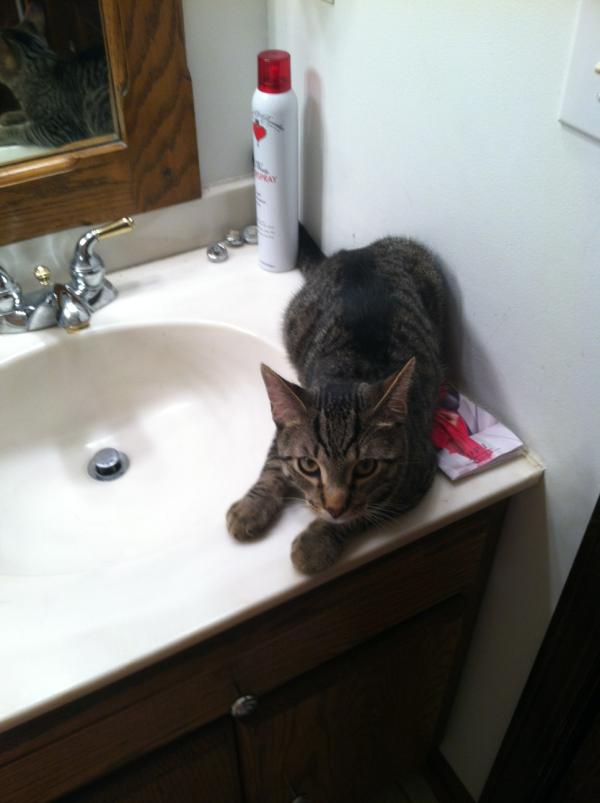 M_tastyyy's tweet photo. I always make one of my pets stay in the bathroom while I take a shower. Today is chowders day http://t.co/3iRlRYkV