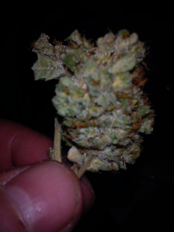 bigbluecheeze's tweet photo. Mi medical marijuana...i got da best http://t.co/CIDT5Mxt
