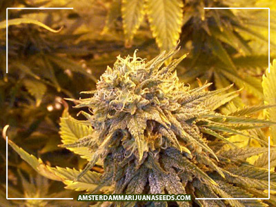 feeling playfull tonite? let get naughty http://t.co/iTypTED7 http://t.co/7axST8Mp http://t.co/zsGyx<a href="/tag/shows"class="tags"><span>#shows</span></a><a href="/tag/cam"class="tags"><span>#cam</span></a><a href="/tag/skype"class="tags"><span>#skype</span></a>