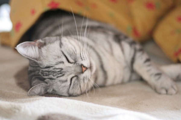 button_ouji tweet picture
