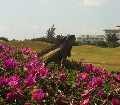 hendopolis's tweet image. Giant lizards eating the Bouganvillias ! #middleclasscrisis
