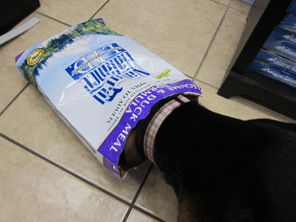 NaturalBalance's tweet photo. Have you caught your pets going through a bag of food without permission? Please share! http://t.co/GGZjmeTJ