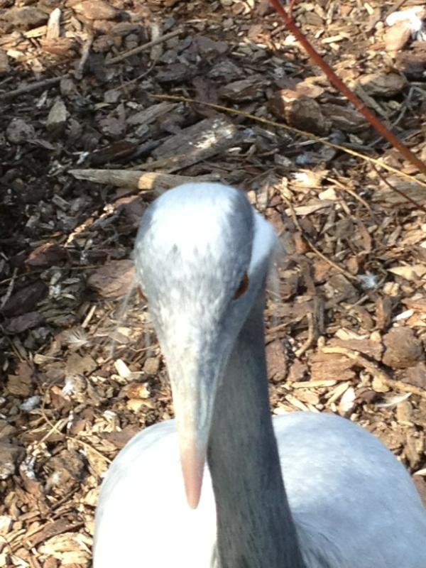 Emjcot's tweet image. 'Mr Burns' crane at Selly Park nature centre