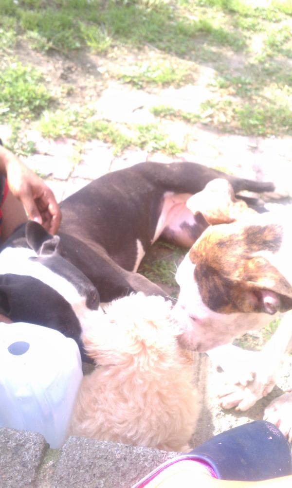 MSPYT30's tweet image. 2 PITS AND A PEEK-A-POO! I LOVE MY BABIES! #2BITCHES&amp;NICCA