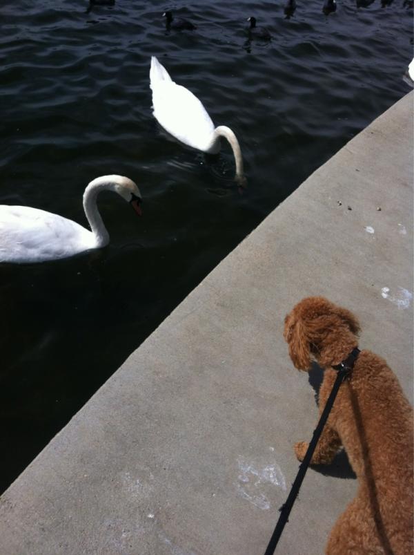 BroccTheDog's tweet photo. I was hanging out with the swans at Lake Balboa.  #doglife #losangeles http://t.co/pJq7WAy5