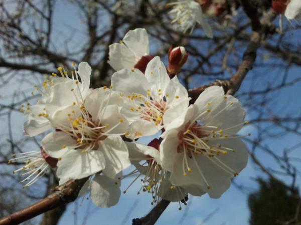 Margit_Fensl's tweet image. #Wachauer #Marillenblüten #Faszination Urlaubstag mit #Rad @ja_natuerlich @riechr @BarfussimGarten