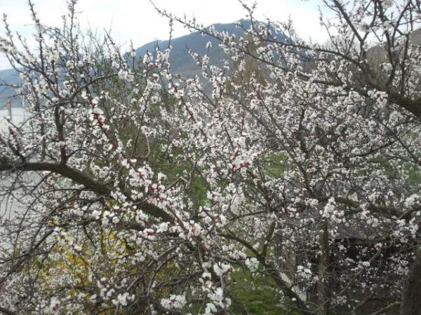 Margit_Fensl's tweet image. Zauberhafte unzählige #Wachauer #Marillenblüten. Das wird mit Sicherheit die beste @ja_natuerlich Marillenmarmelade.