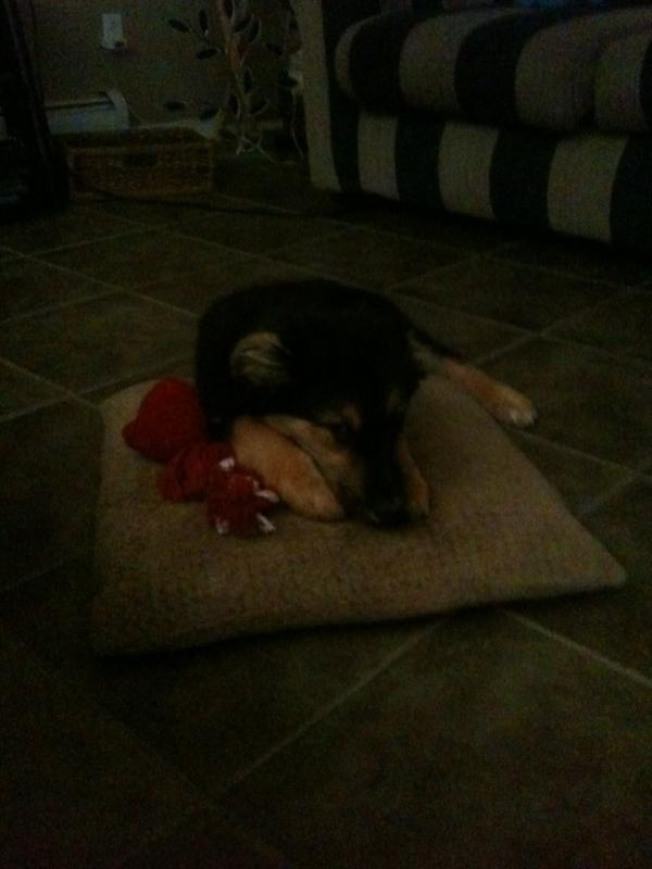 Ashlyn13Albert's tweet image. Thank you dallas for waking me up too do this #spoileddoglife