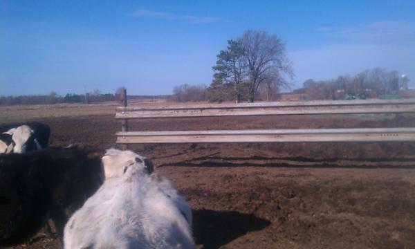 Going to try and finish fence to day about 200 feet to go. Good luck to me
