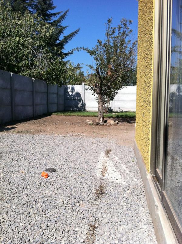 Martinoskhi's tweet photo. Feliz en mi nueva casa, con mi patio y harta tierra para disfrutar :) @abbath y @canino también felices xD http://t.co/TOniFqcV