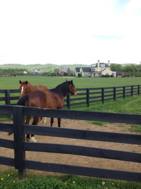 Springhillhome's tweet image. Hanging with these guys for a bit today. Very relaxing.