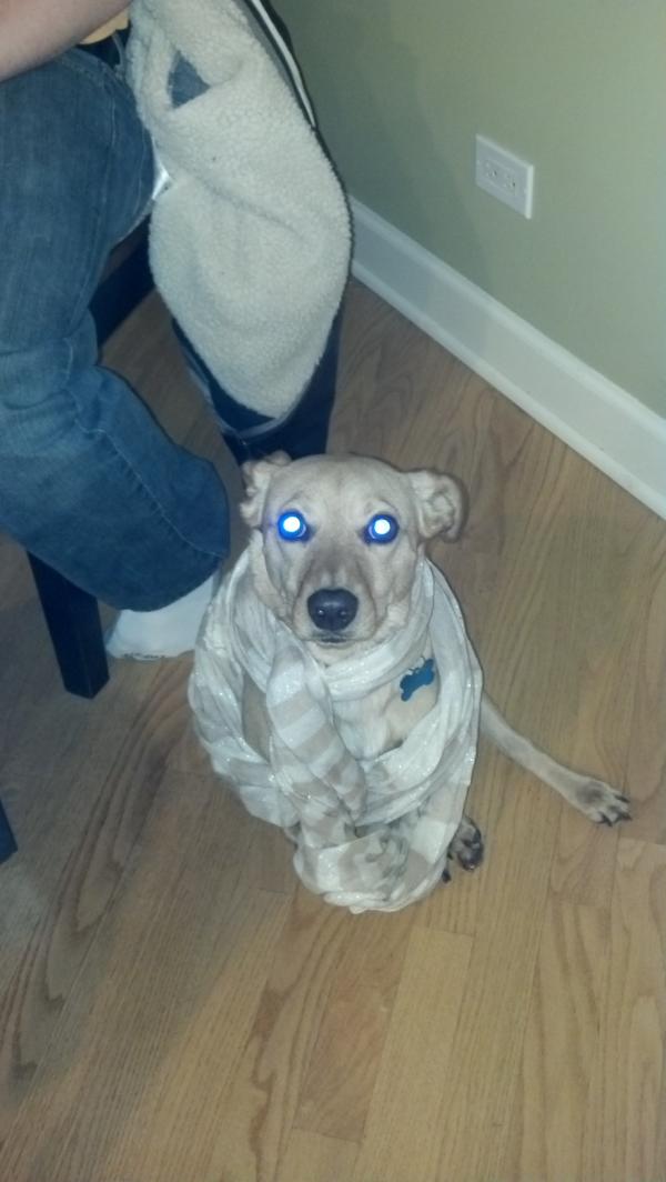 dacrispa's tweet photo. One stylish dog @AnetaKiers @Zukothedog http://t.co/CVeCJdEs