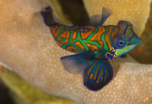 Yap_Divers_'s tweet image. #Mandarinfish are found inside our lagoon here in #Yap. One of the holy grail subjects for #underwater #photographers