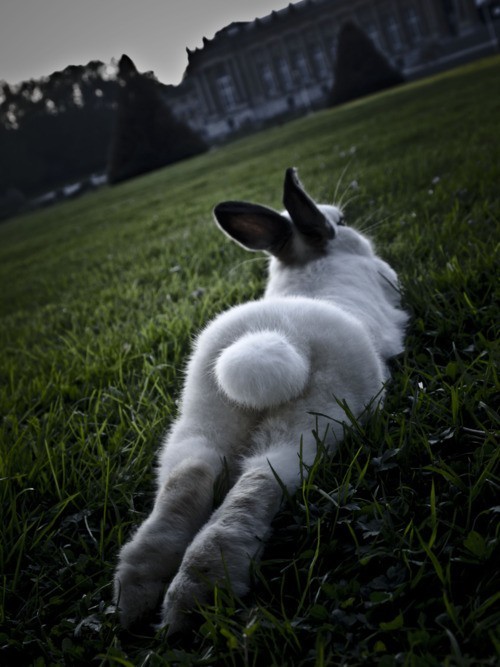 A_Common_Rabbit's tweet photo. DAT ASS http://t.co/FCAdvQWb