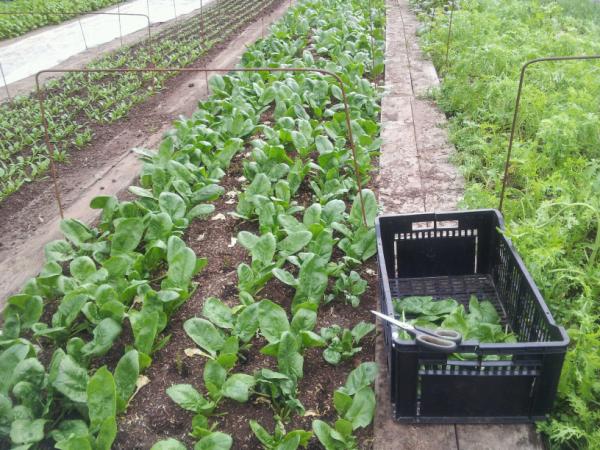 Nutrient Dense Farm tweet media